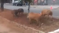 Cavalos e porcos andam livremente em ruas de Osasco, na Grande SP 